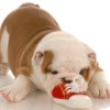 A bull dog puppy eating a red shoe.