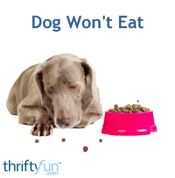 Dog Won't Eat ThriftyFun