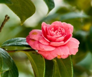 Photo of a red camellia.