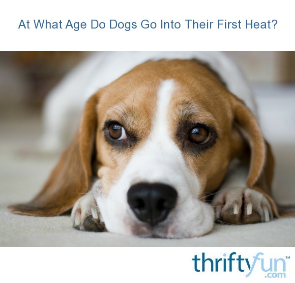 what age do dogs first go into heat