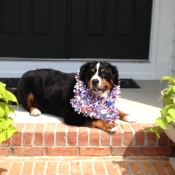 Bernese Mountain dog on porch.