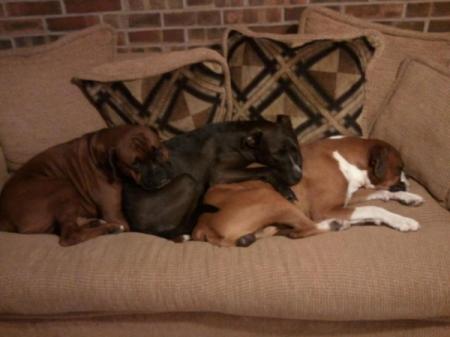 Boxers on the couch.