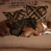 Boxers on the couch.