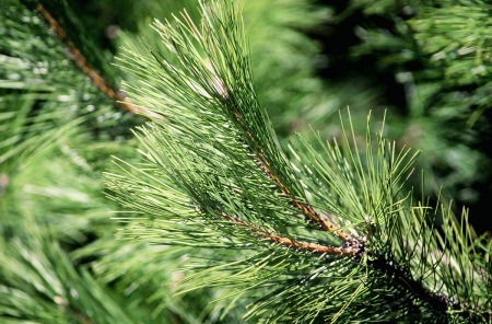 Pine Needles