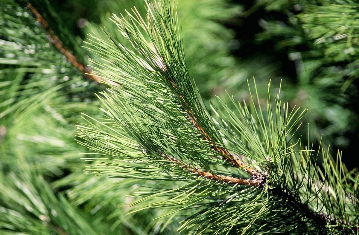 using-pine-needles-in-your-garden-thriftyfun