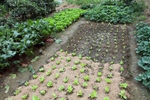 A nicely planted organic vegetable garden.