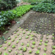 A nicely planted organic vegetable garden.