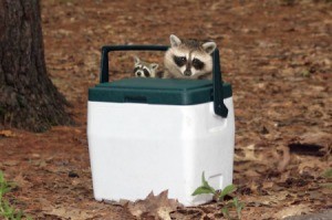 Two raccoons find a cooler at a campsite.