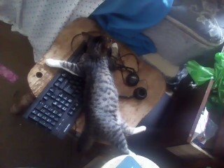 Cat on keyboard.