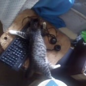 Cat on keyboard.