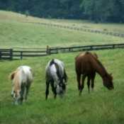 Three thoroughbreds grazing in a field.