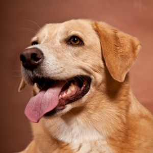 Yellow Labrador