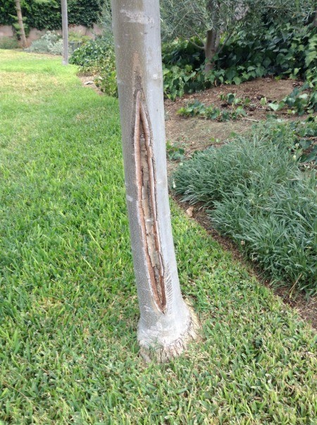 Split in bark on ash tree.