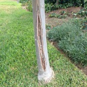 Split in bark on ash tree.