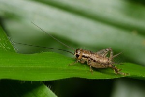 Cricket on a leaf.