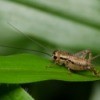 Cricket on a leaf.