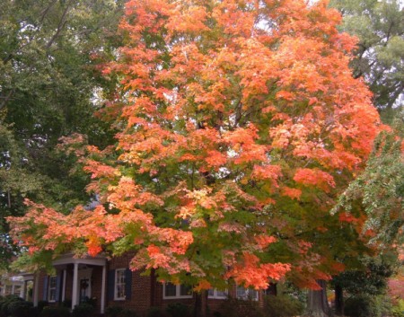 Fall Colors (Warrenton, NC)