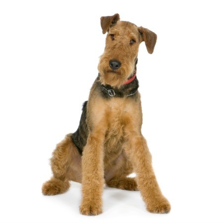 Airedale Terrier