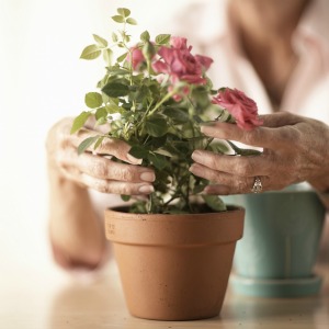 Woman's hands planting a rose.
