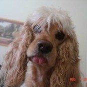 Cocker Spaniel.