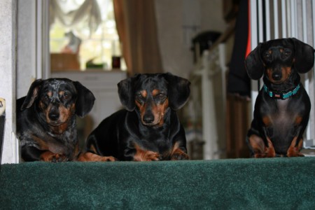 The Three Amigos (Dachshunds)