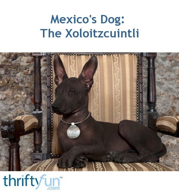 Xoloitzcuintli Pronunciation