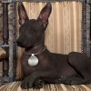 Mexico's Dog: The Xoloitzcuintli - dark skinned Xolo