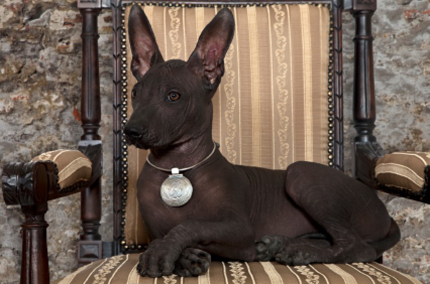 Mexico's Dog: The Xoloitzcuintli | ThriftyFun