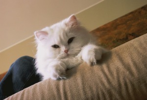 A white cat sitting on a couch.