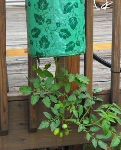 Hanging tomato planter.