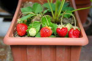 Growing strawberries in a planter.