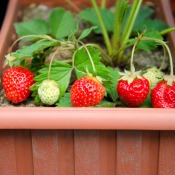 Growing strawberries in a planter.