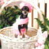 Lwxi in pink outfit in Easter basket.