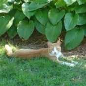 Tiger laying in the grass next to a hosta plant.