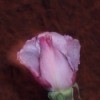 Pink rose with dark edges.