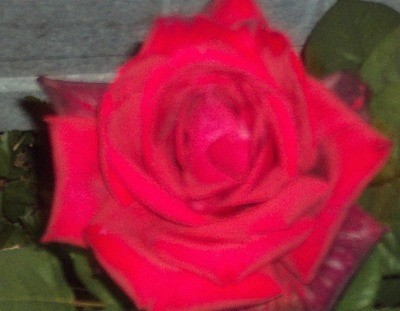 Red rose.