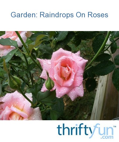 raindrops on roses lyrics