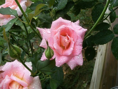Raindrops on pink roses.