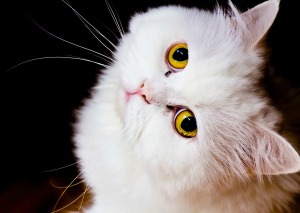 White cat looking up at the camera.