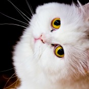 White cat looking up at the camera.
