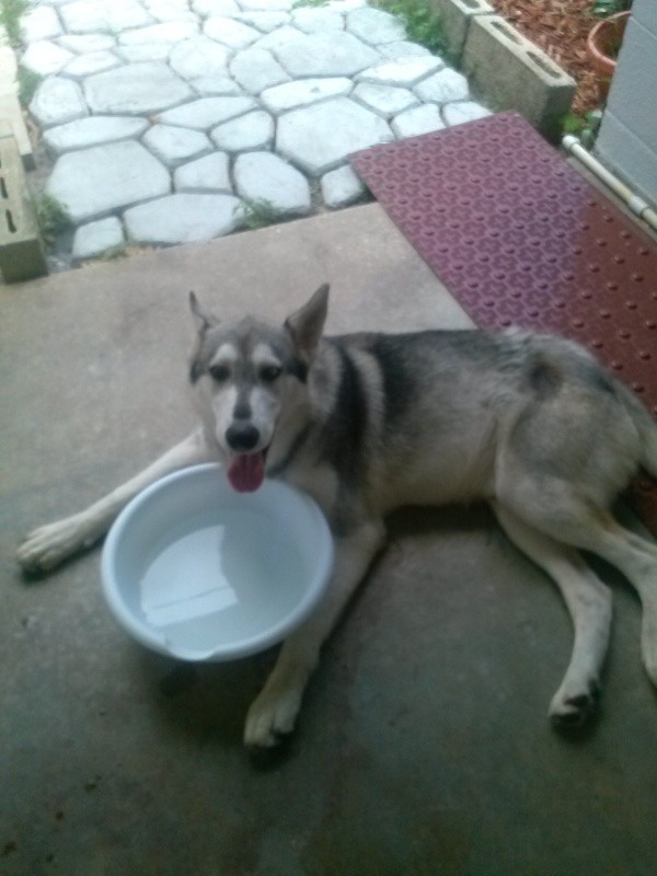 Dog by water dish.