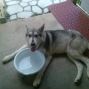 Dog by water dish.