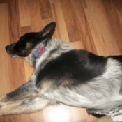 Dog sleeping on the floor.