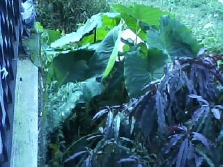 Elephant Ears and Patio Peach Tree