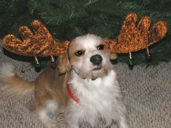 Tan and white terrier mix.