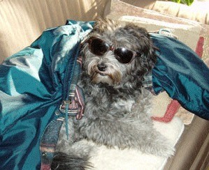 Cookie in shades.