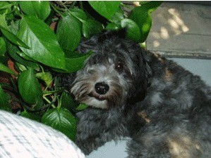 Poodle/Terrier Mix