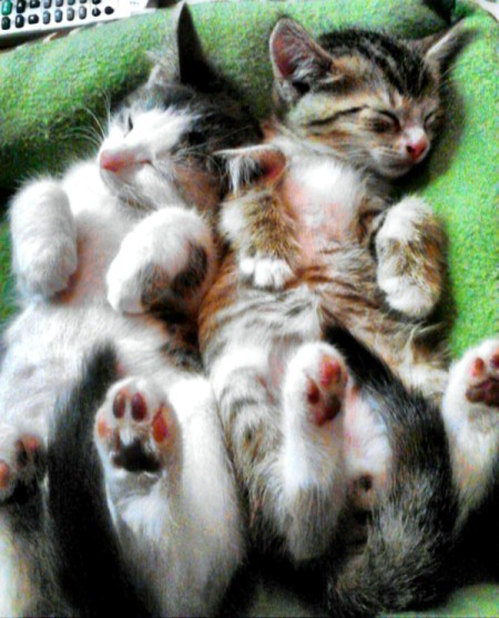 Two kittens sleeping on their backs.