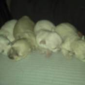 White Poodle puppies.