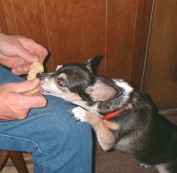 Chica eating corn on the cob.